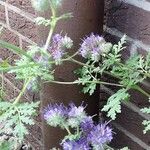 Phacelia tanacetifolia Хабит