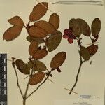 Rhododendron cinnabarinum その他の提案