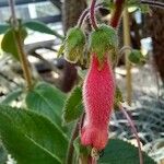 Sinningia sellovii Flor