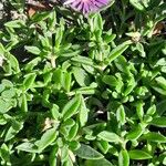 Delosperma sutherlandii Habitatea