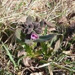 Pulmonaria mollis Blatt