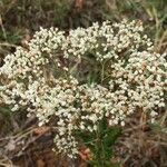 Eriogonum multiflorum Tervik taim