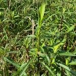 Solidago giganteaLeaf