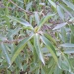 Myoporum laetum Leaf