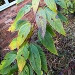 Eutrochium purpureum Leaf
