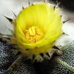 Astrophytum myriostigma Цветок