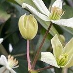 Clematis armandi Flor