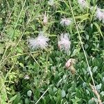 Dryas drummondii फल