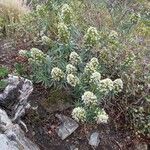 Echium giganteum Flor