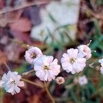 Gypsophila repensЦветок