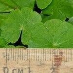 Hydrocotyle leucocephala Leaf