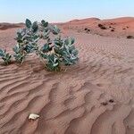 Calotropis procera Blatt