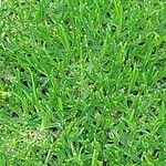 Gypsophila tenuifolia Hoja