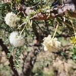 Vachellia drepanolobium Flor