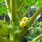 Carica papaya फूल