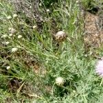 Cheirolophus intybaceus 花