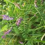 Vicia cassubica പുഷ്പം