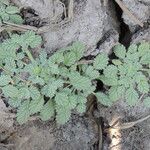 Coldenia procumbens অভ্যাস