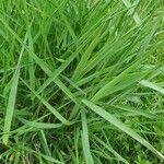 Phalaris arundinacea Feuille