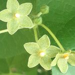 Matelea reticulata Fleur