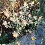 Centaurea eriophora 花