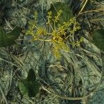 Hydrocotyle incrassata Habit