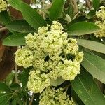 Alstonia scholarisList