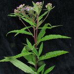 Aster albescens Habitus