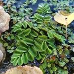 Salvinia natans Leaf