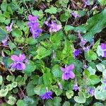 Viola riviniana Plante entière