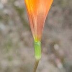 Zephyranthes tubispatha Blüte
