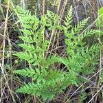 Anemia adiantifolia Hábito