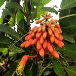 Morisonia paradoxa 花