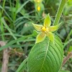 Ludwigia peruviana Flor