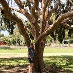 Corymbia citriodora Bark