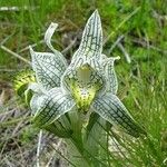 Chloraea magellanica Çiçek