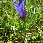 Gentiana pneumonanthe Habit