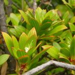 Ernodea littoralis Hábito