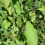 Dipsacus pilosus Leaf