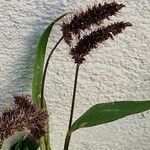 Setaria verticillata പുഷ്പം