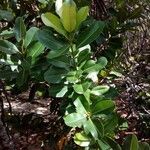 Calophyllum calaba برگ