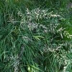 Calamagrostis varia Bloem