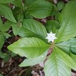 Lysimachia europaea Fleur