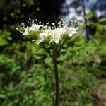 Valeriana californica ᱵᱟᱦᱟ