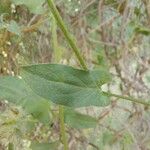 Convolvulus betonicifolius Leaf