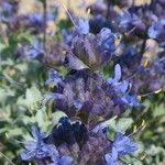 Salvia dorrii Flower