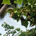 Jatropha curcas Frucht