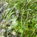 Bromus inermis फूल