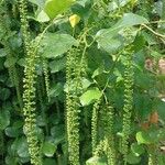 Itea ilicifolia Кветка