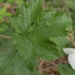 Rubus deliciosus Foglia